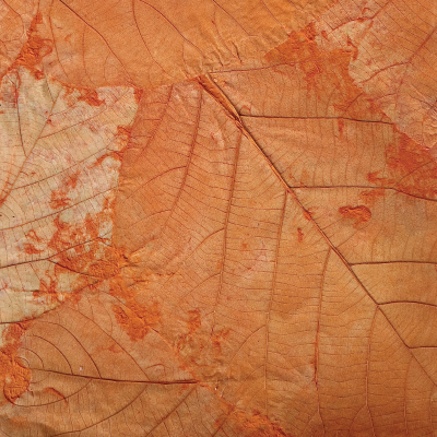 Teakleaves mulberry paper, Orange, 55x80cm